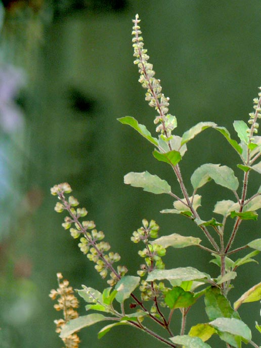 Holy Basil (Tulsi Leaf) - Health Benefits, Uses, Side Effects