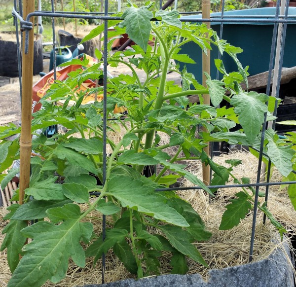 beefsteak tomato plant height