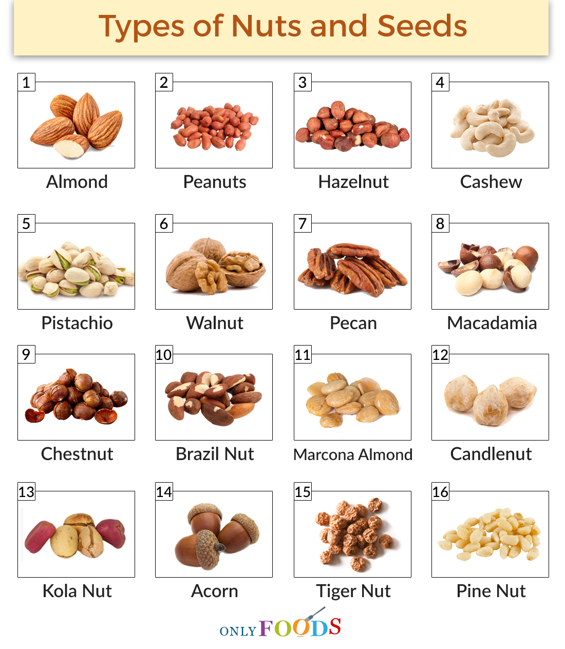 орехи виды и названия с фото