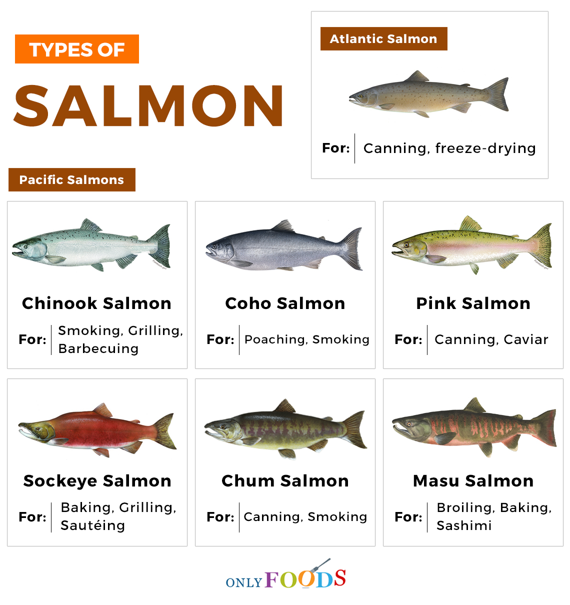 7 of the Best Types of Salmon 