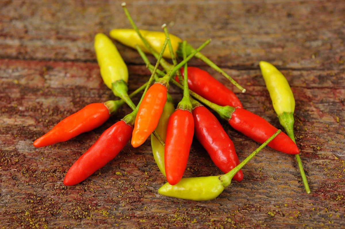 Tabasco Peppers: All About Them - Chili Pepper Madness